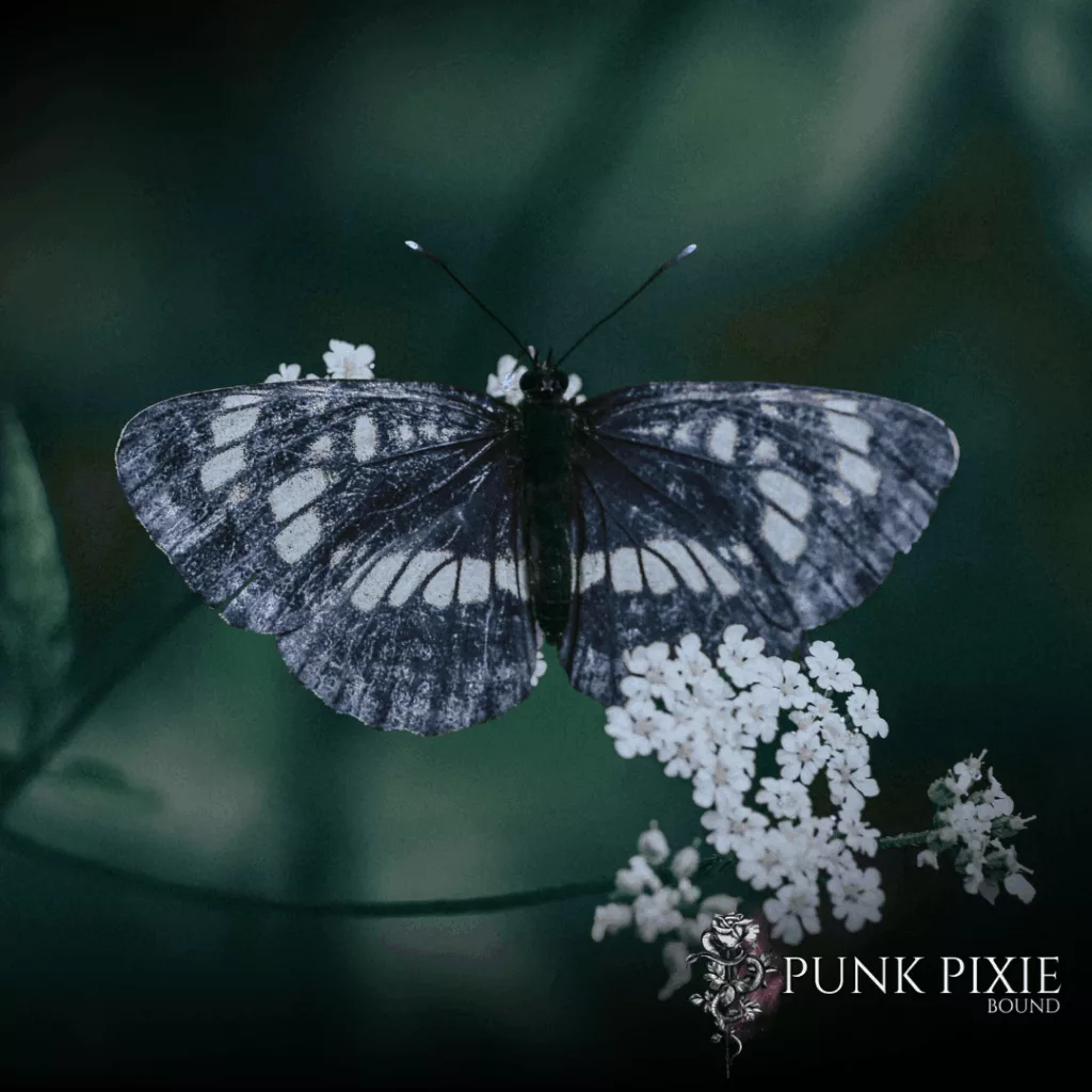 Mi Mariposa